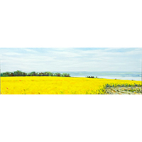 Adele Knowler - Meadowview Canola 1