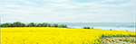 Meadowview Canola 1