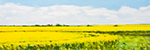 Meadowview Canola 2